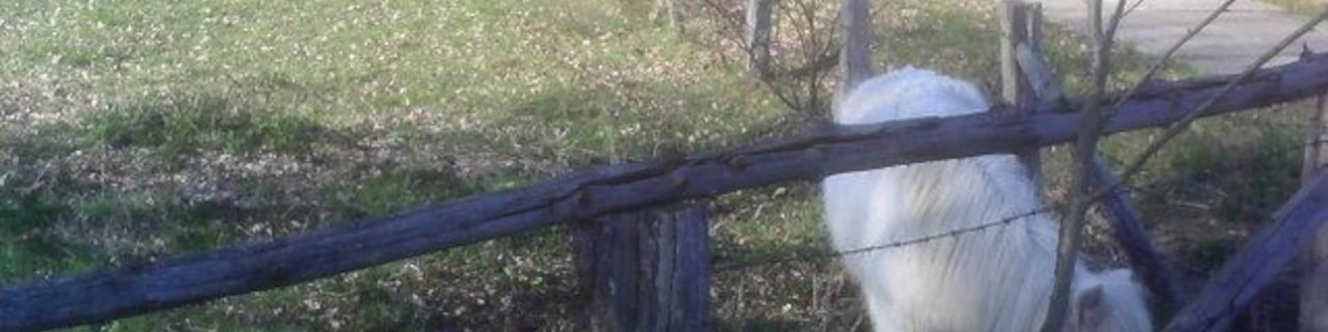 Kirchlinteln: Ponyweide