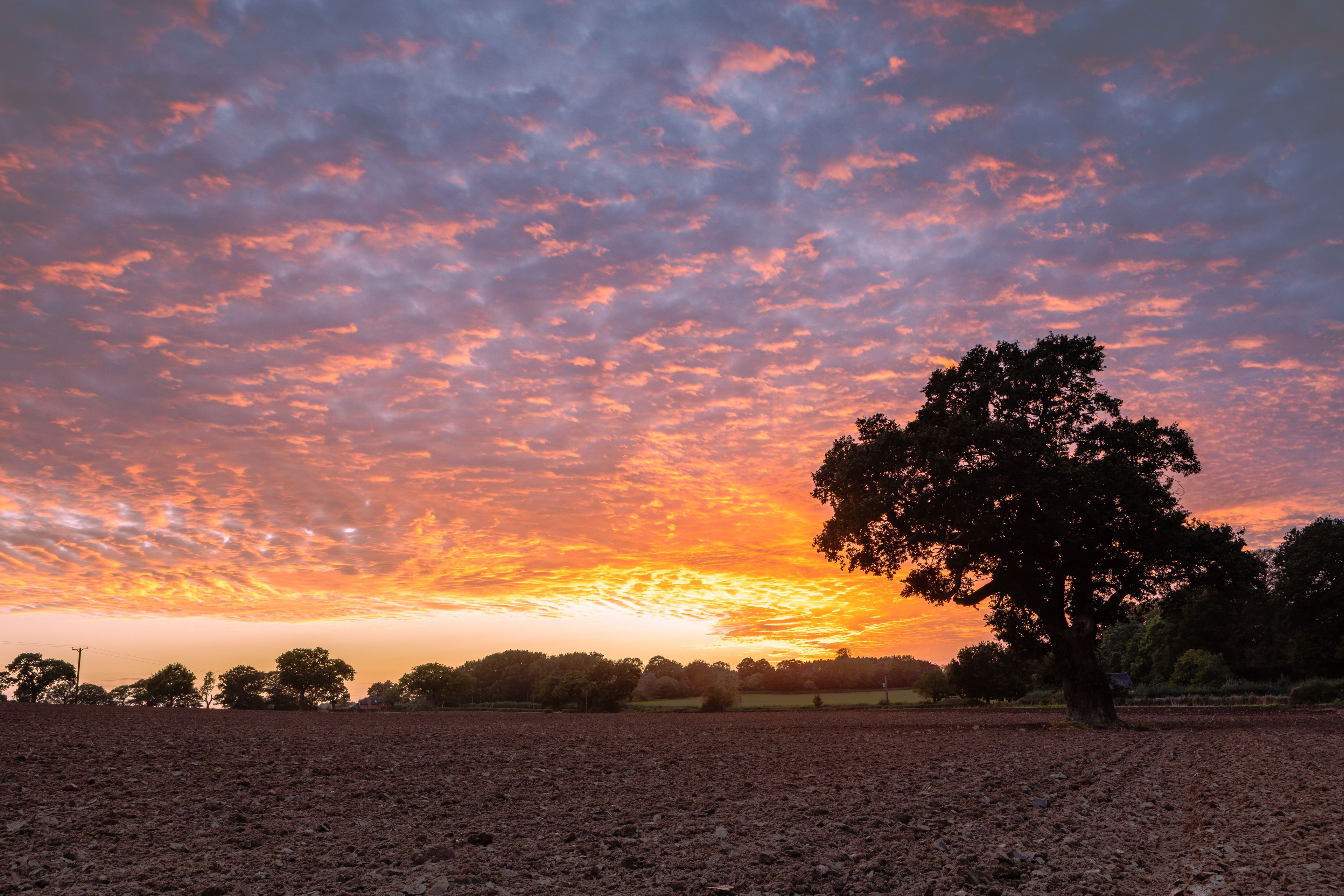 Expansive sunset sky filled with vibrant orange and purple mottled clouds framing an oak tree silhouette in Eccleshall, Staffordshire, England.