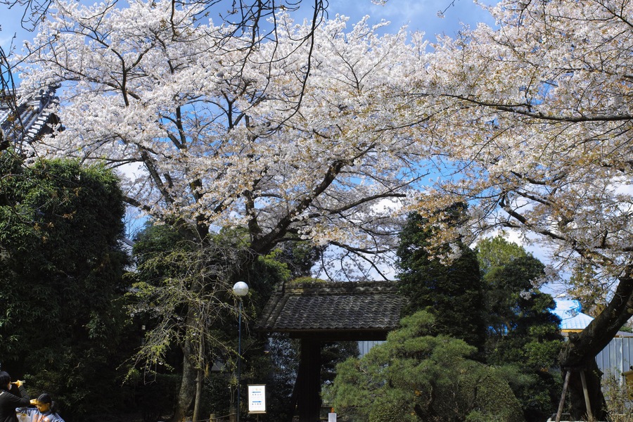 Cherry blossoms, a traditional Japanese building, and a pagoda.