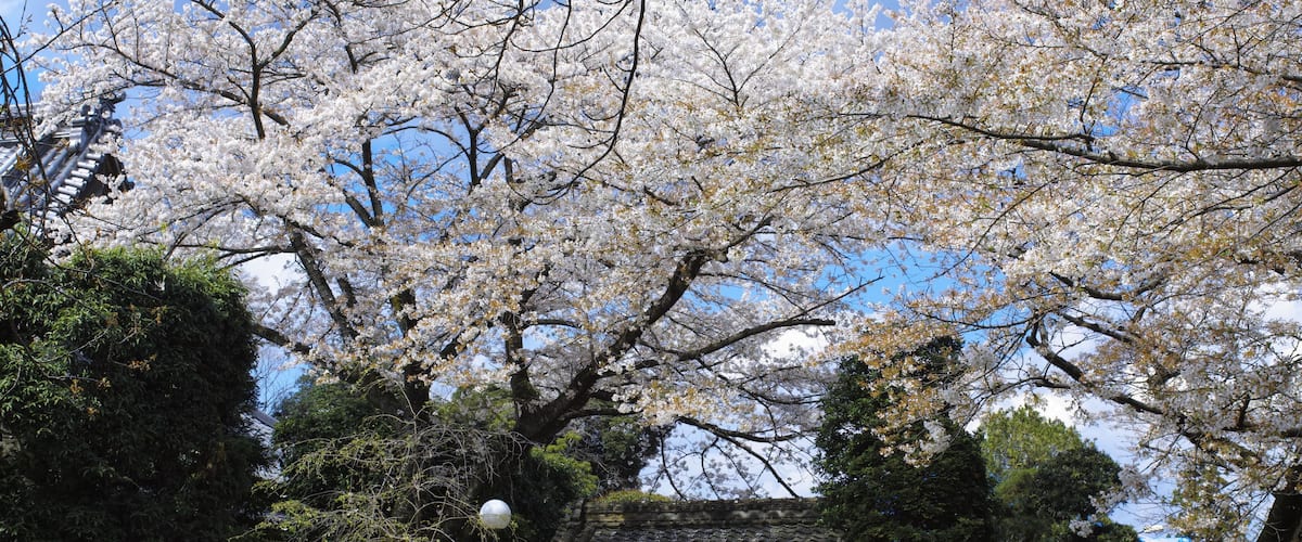 Cherry blossoms, a traditional Japanese building, and a pagoda.