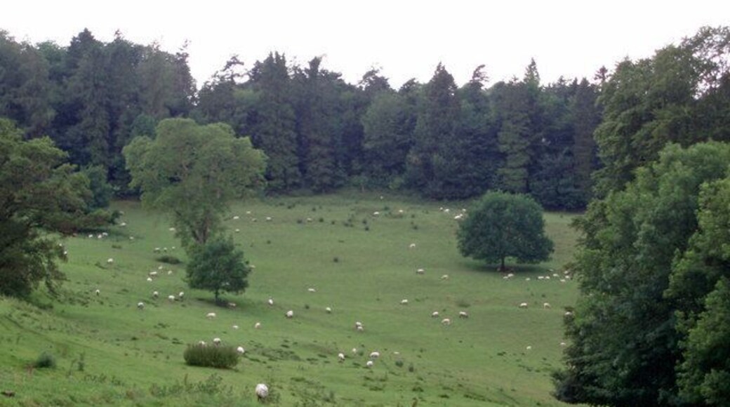 Field of sheep. Sheep grazing in a very large field just to the south east of Miserden.