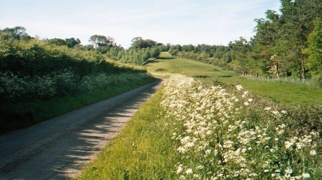 Lane by Potter's Hill. Potter's Hill is the house visible on the skyline, centre-left. The sharp left turn in the road is the starting point for a path that runs north-east to Leafield 43780.