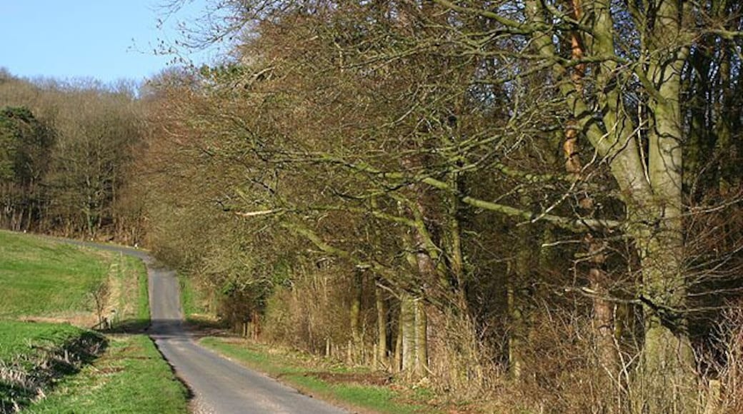 Wychwood Forest at Hatching Hill The narrow road from Leafield to Charlbury winds past the Wychwood Forest at Hatching Hill.