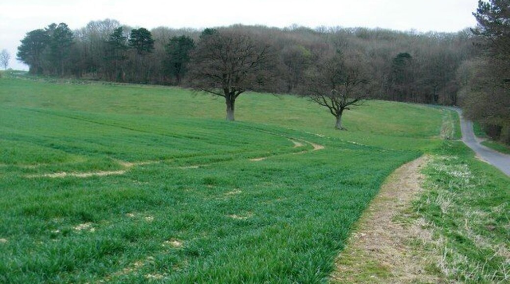 The edge of Wychwood Forest Near Fiveash Bottom.
