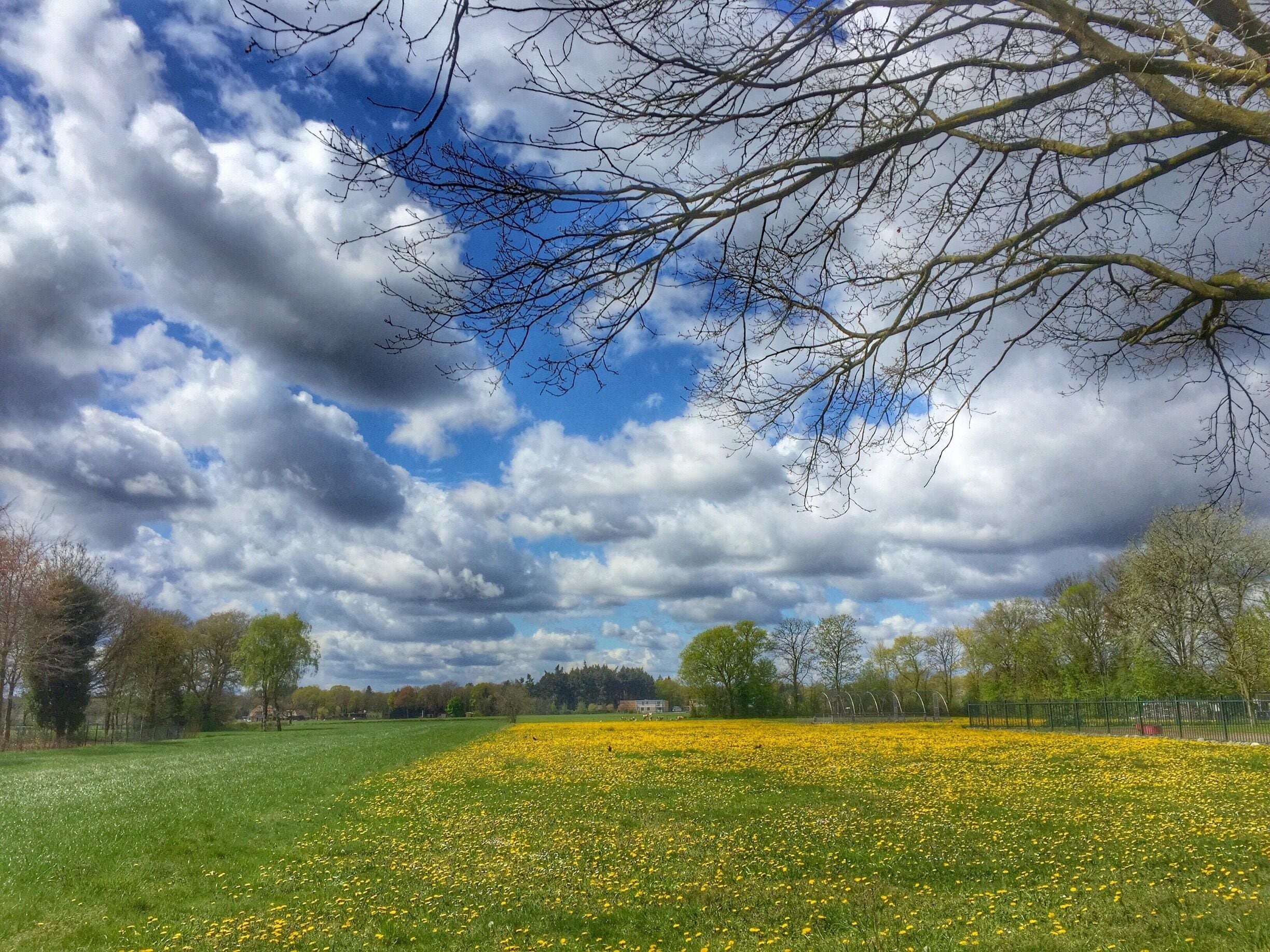 Spring in Bladel,the Netherlands