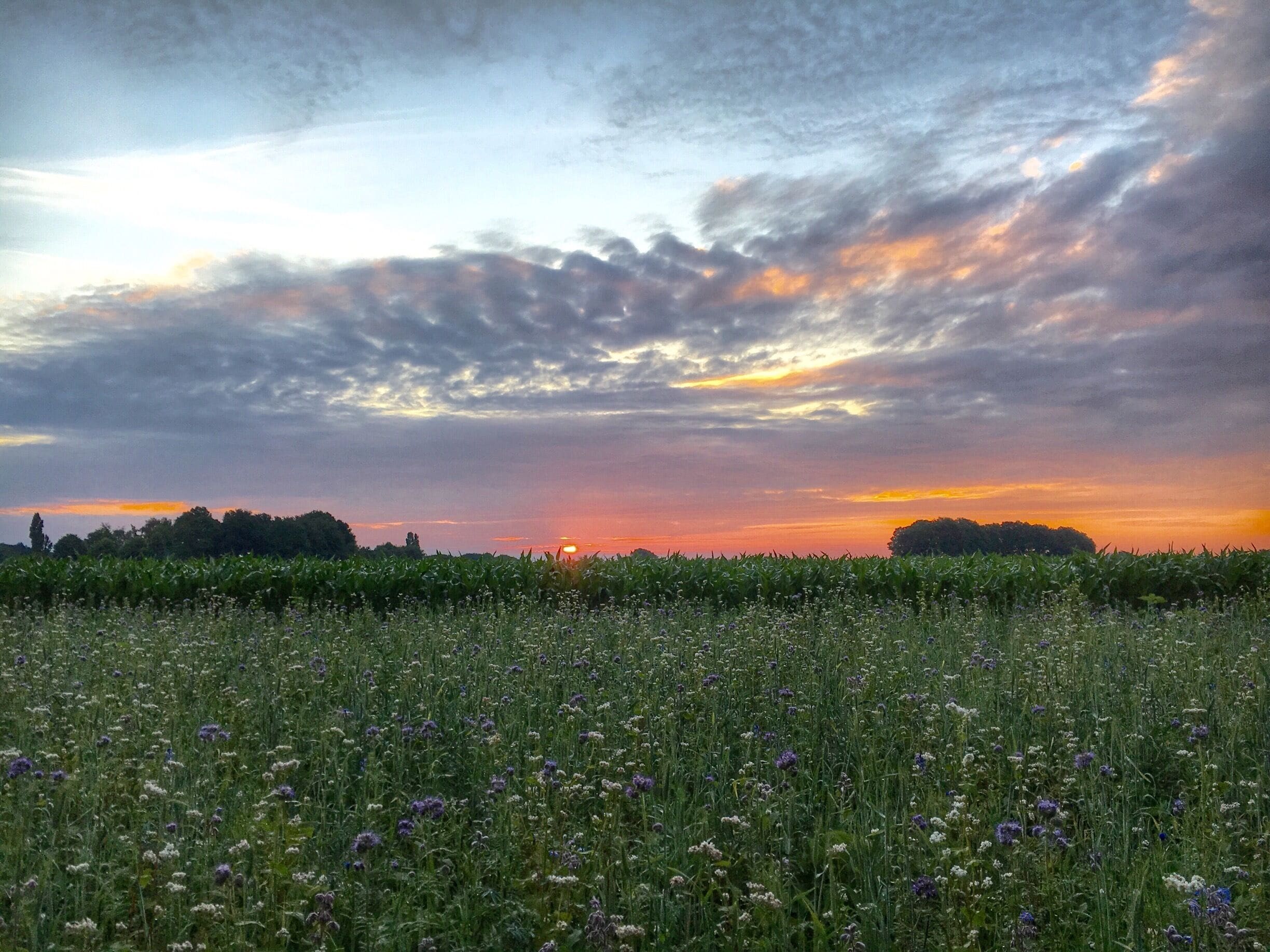 Sunrise in Bladel,the Netherlands