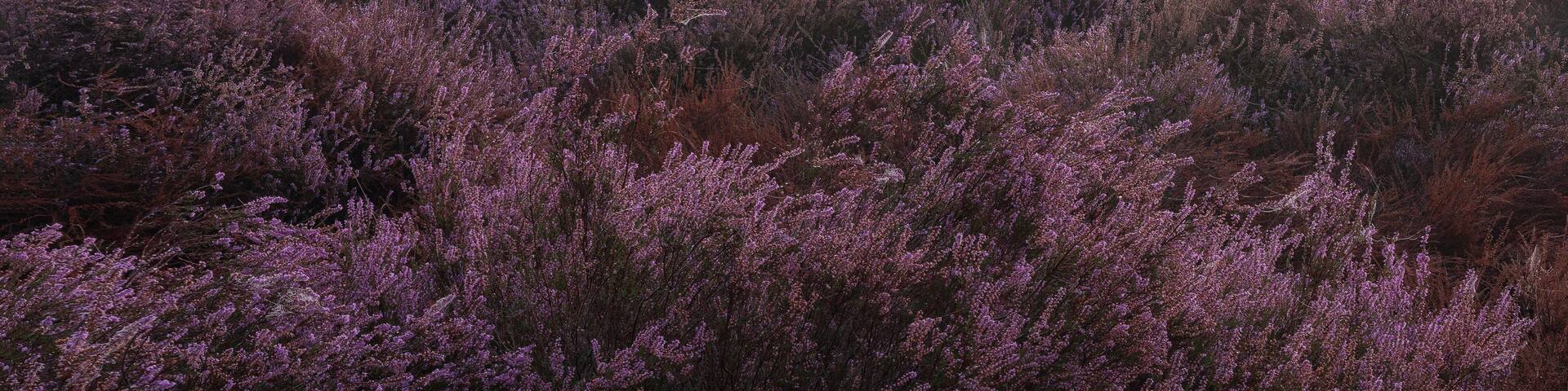 A misty landscape with purple heather and two large trees.