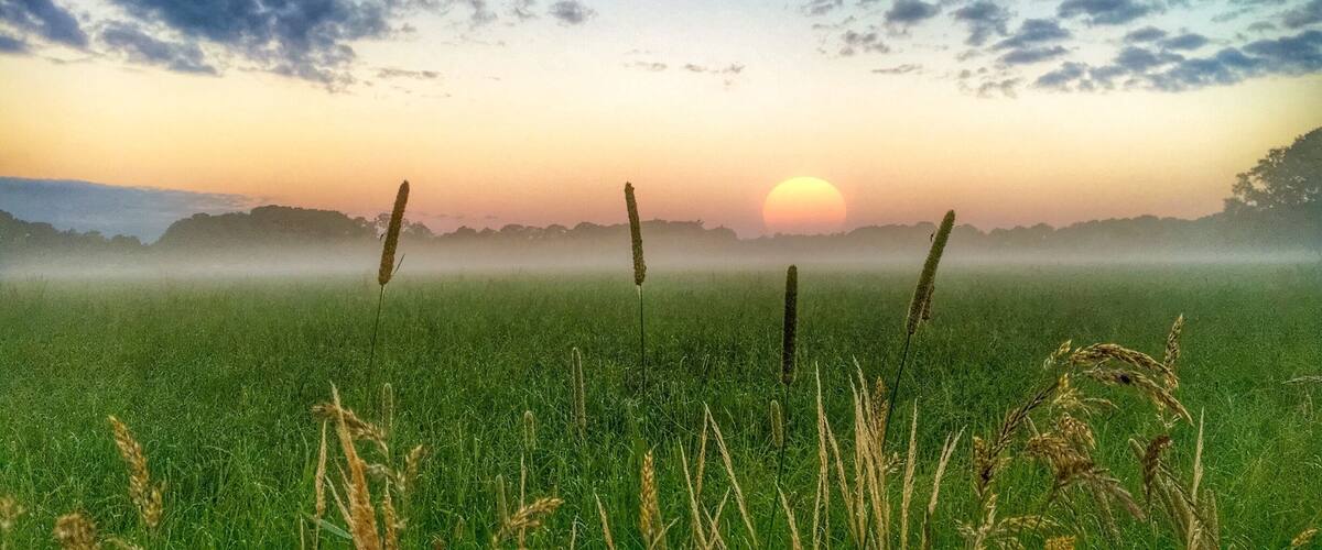 A field with tall grasses and a sunset in the background.