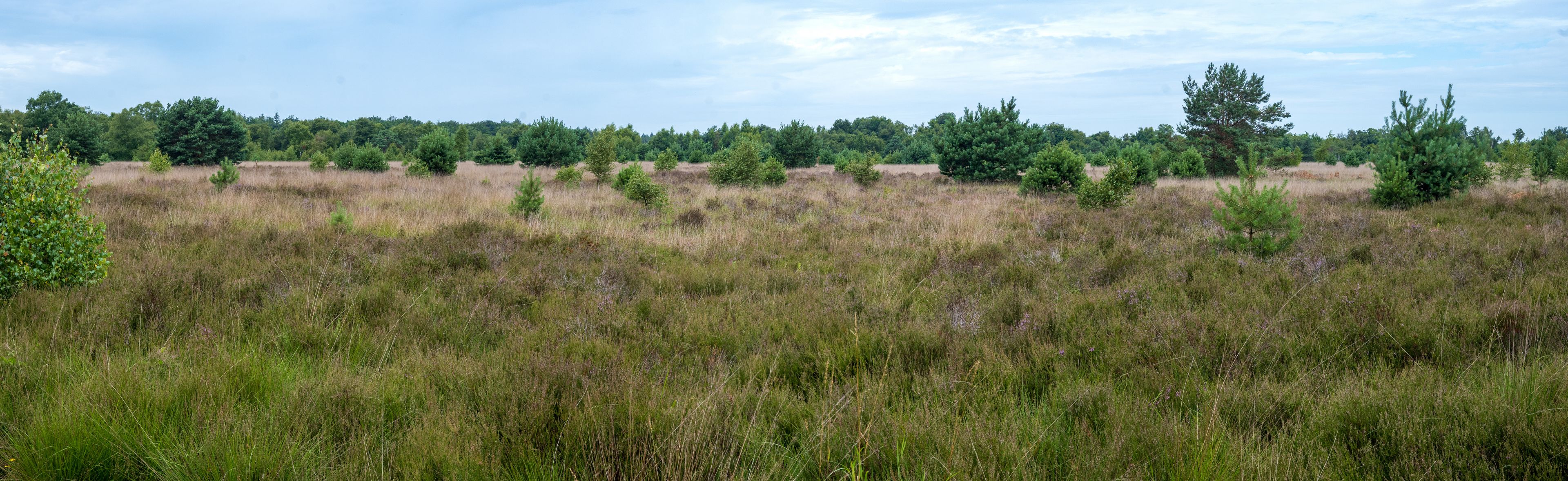 Ein Feld mit hohem Gras und vereinzelten Bäumen unter bewölktem Himmel.
