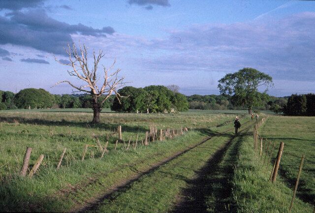 A rural landscape with a dirt path, a leafless tree, and a large tree in the distance.
