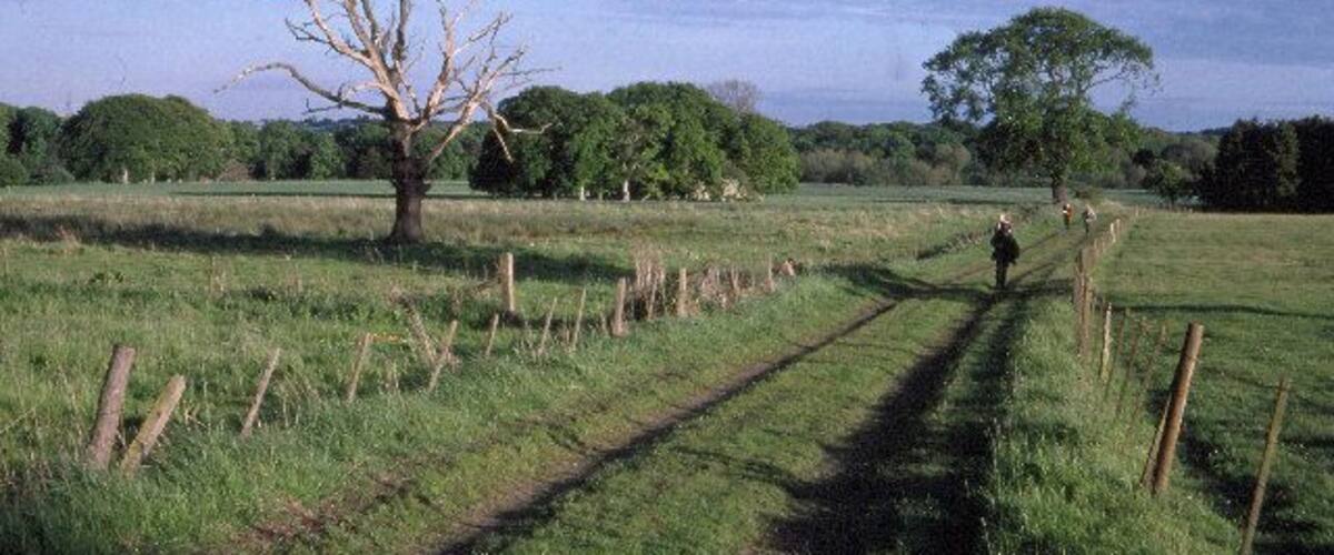 A rural landscape with a dirt path, a leafless tree, and a large tree in the distance.