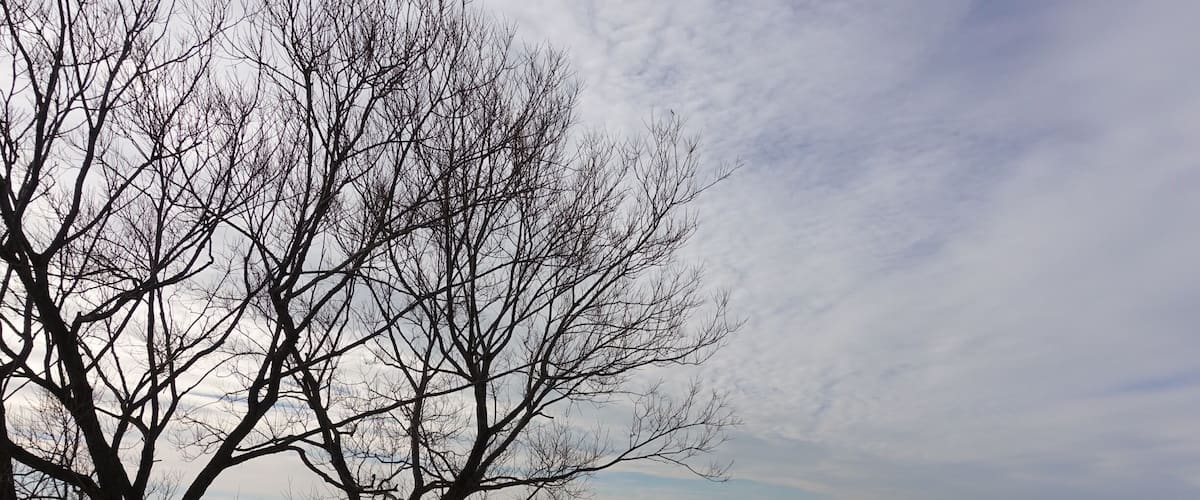 A leafless tree in the foreground with a snowy landscape and a body of water in the background.
