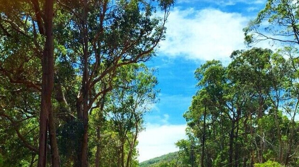 This was a road along the way to Serpentine Falls. You can see the very much ubiquitous kangaroo road sign in this shot.