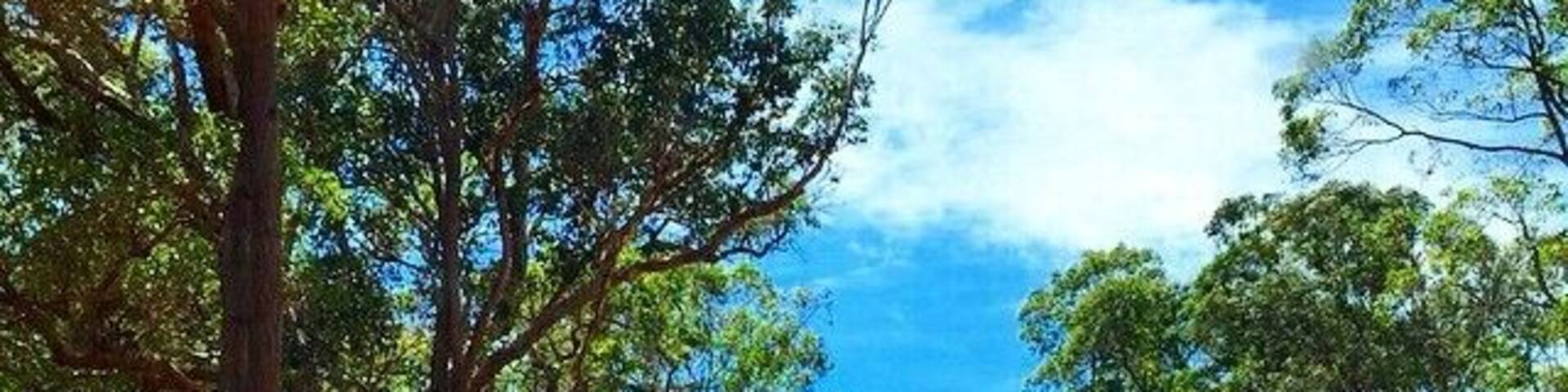 This was a road along the way to Serpentine Falls. You can see the very much ubiquitous kangaroo road sign in this shot.