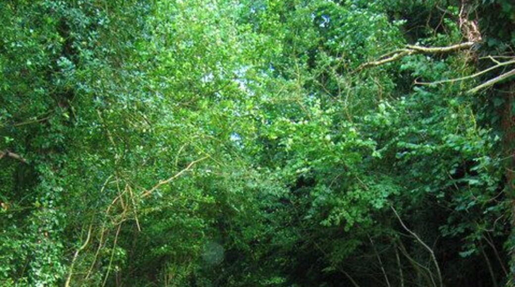 Oldhouse Lane. Heading east downhill through Watergate Hanger to the B2146.