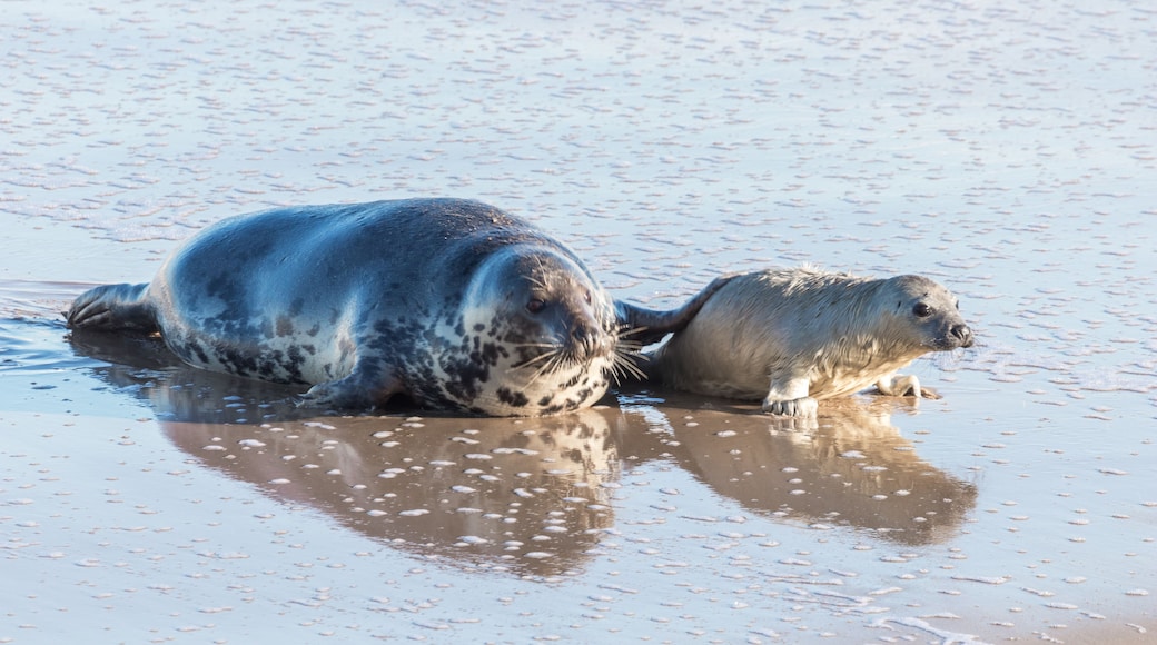 Two seals on a sandy beach with water.