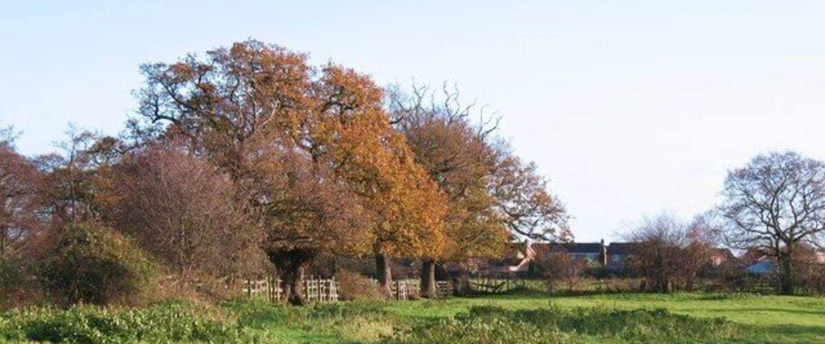 A grassy field with trees in autumn colors and a fence in the background.