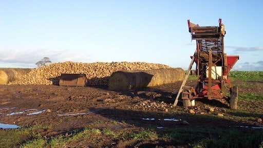 Sugar beet by Scarra Field Lane. Heap of harvested beet waiting for when the factory requires them.
