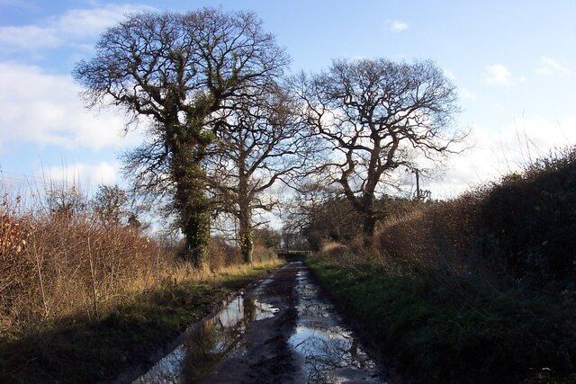 Trees above War Field Lane