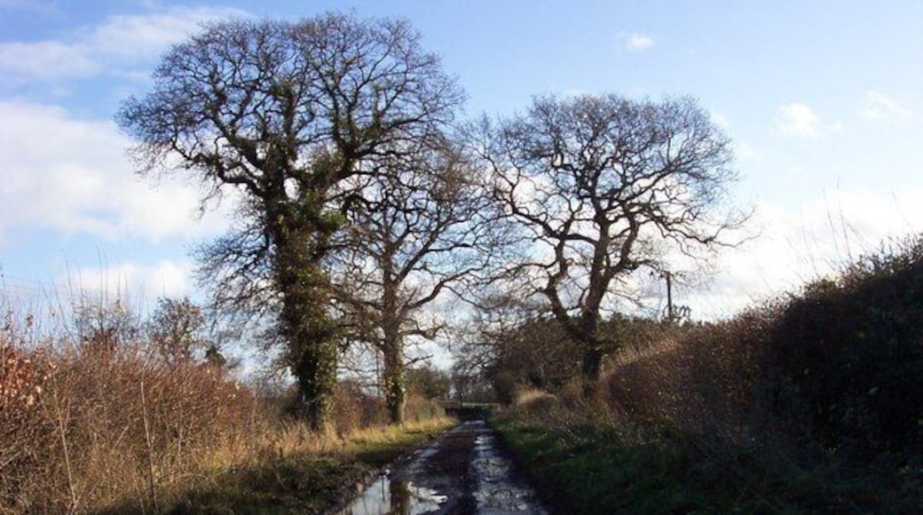 Trees above War Field Lane