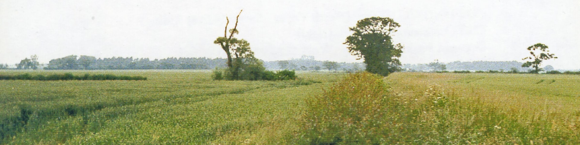 Site of Cottingwith station (DVLR), 1988. View westward, across former course of the Derwent Valley Light Railway, from York (Layerthorpe) (right) to Cliff Common (left). Nothing to be seen in 1988, the line having been closed completely since 31/12/64 (to passengers since 1/9/26)!