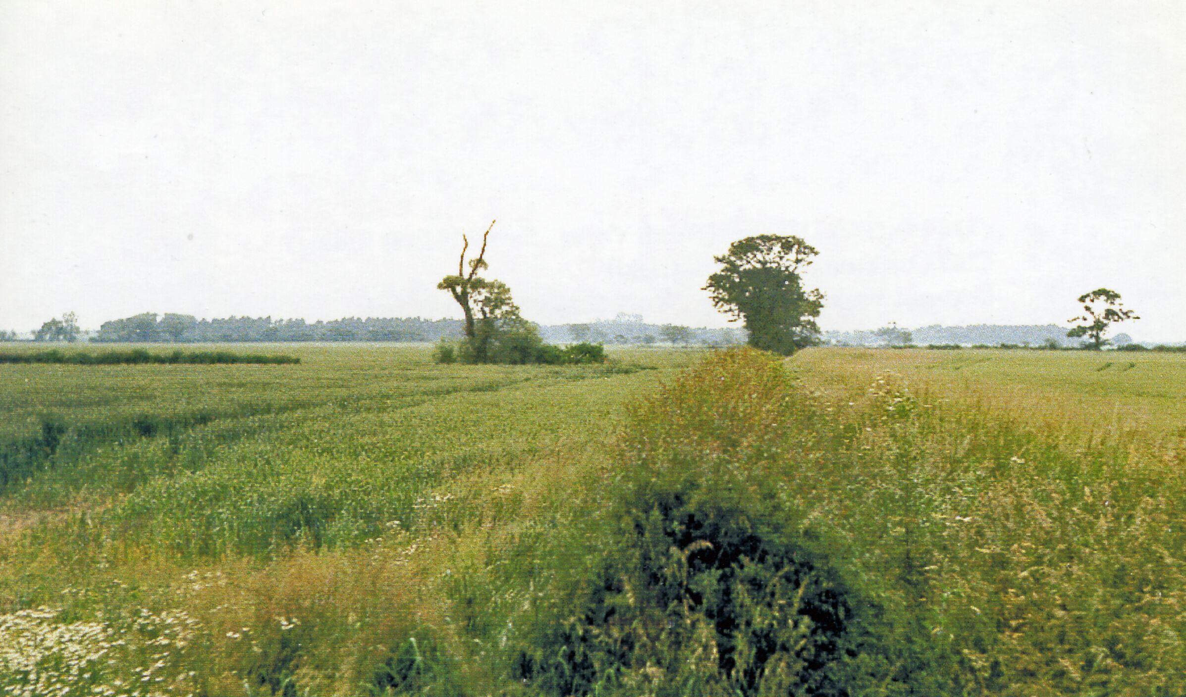 A grassy field with three trees and a distant tree line.
