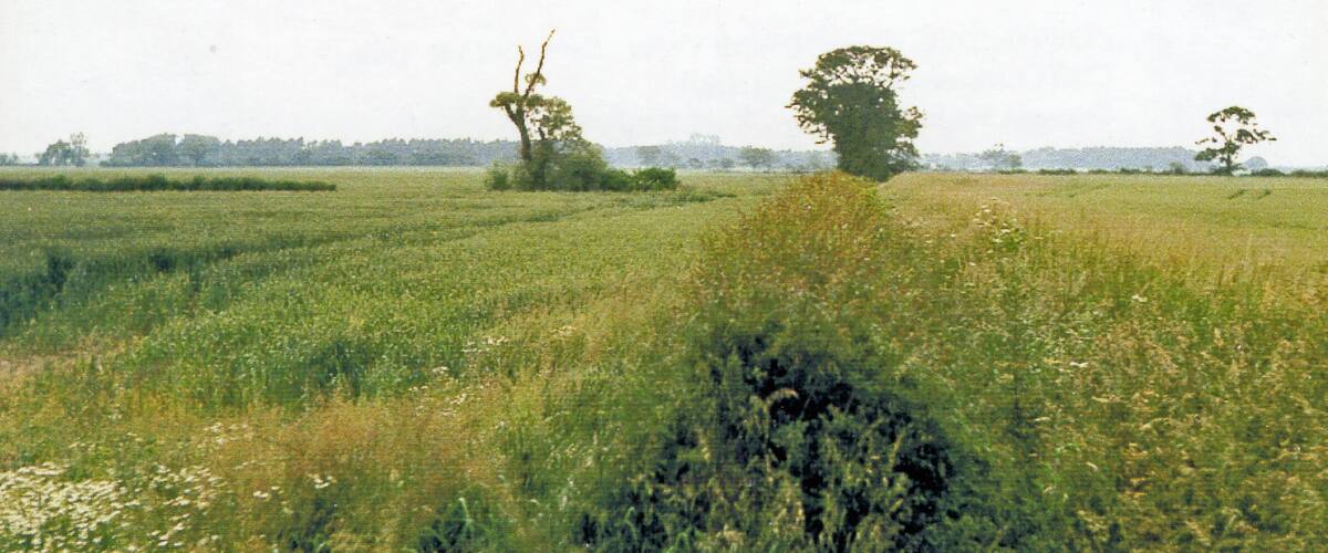A grassy field with three trees and a distant tree line.