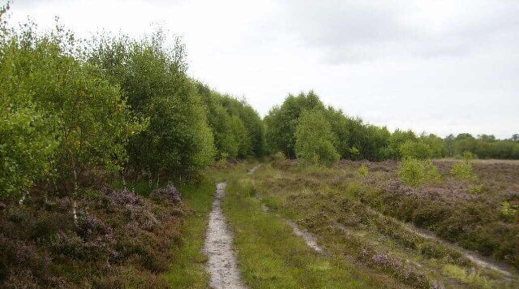 Track on Strensall Common near White Carr