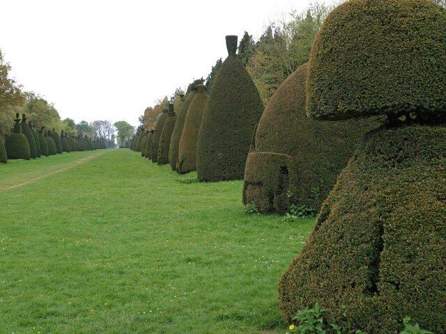 Clipsham Yew Tree Avenue — a topiary avenue in Rutland, England. The avenue (landscape allée) stretches for 500 metres (1,600 ft), with ~150 shaped yew trees—Taxus baccata topiary lining the carriage drive to Clipsham Hall, a large 18C mansion set in parkland. Many of the trees are over 200 years old. The trees have been trimmed into various shapes depicting birds and animals on the tops and various designs in relief on the sides, started by Amos Alexander in 1870, whilst living at the gatehouse. The Forestry commission took over the avenue in 1955 and has continued with the tradition.