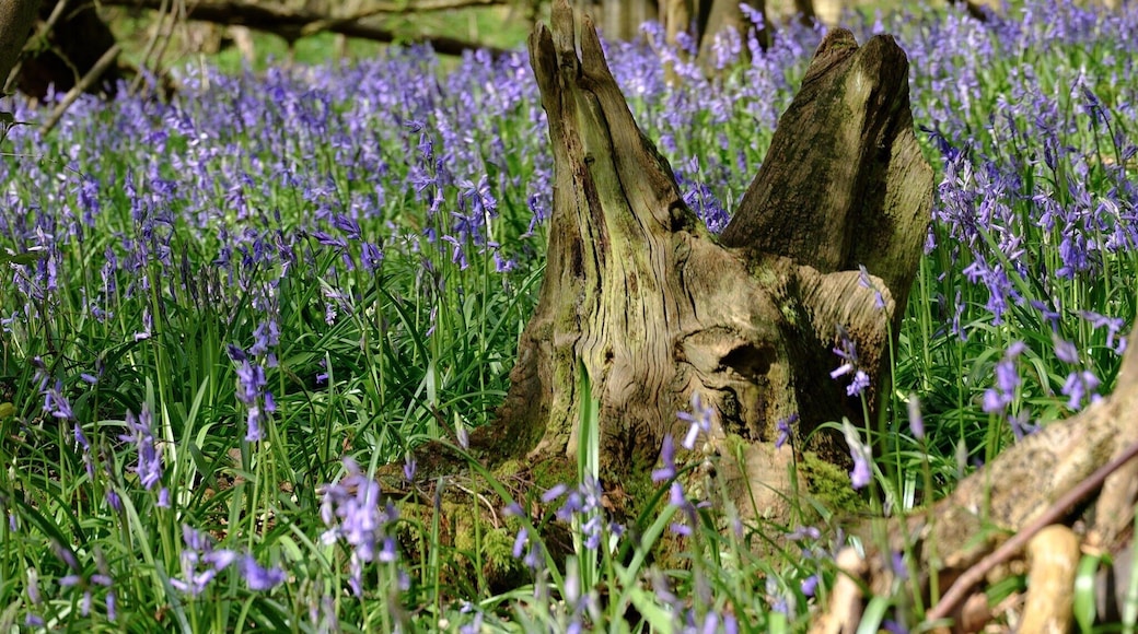 Blue bells in full bloom in the woods at Barnsdale.