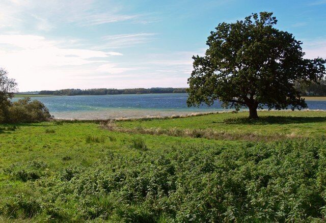 Un árbol junto a un lago, con césped al frente y una orilla distante.