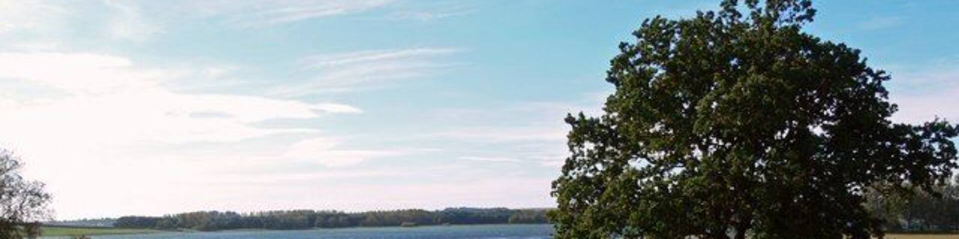 A tree by a lake with grassy foreground and a distant shoreline.