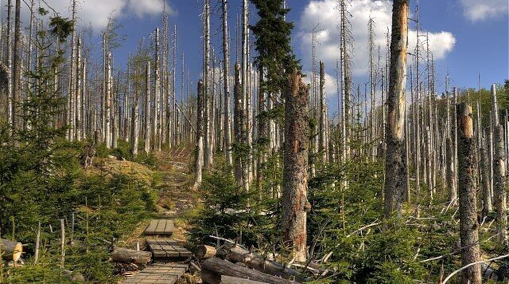 Auf dem weg zum Lusen (On the way to Lusen)