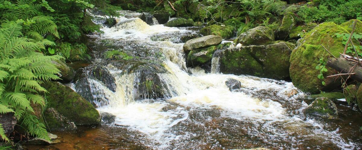 A cascading waterfall surrounded by dense green forest.