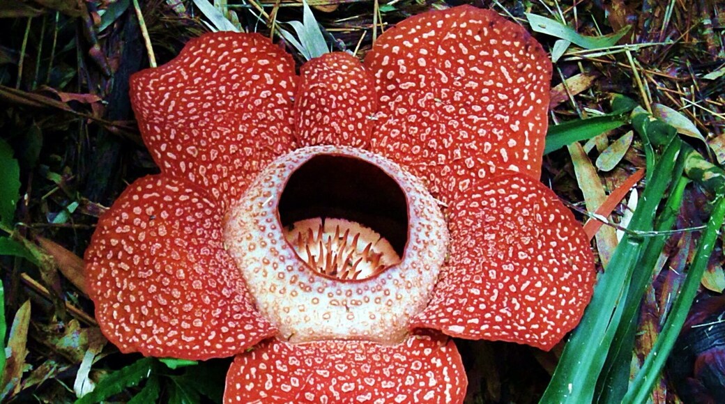 Rafflesia