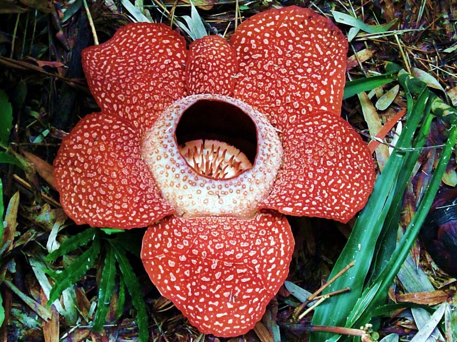 Rafflesia