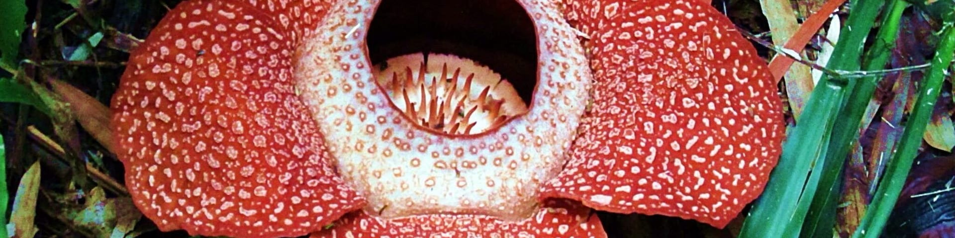 Rafflesia