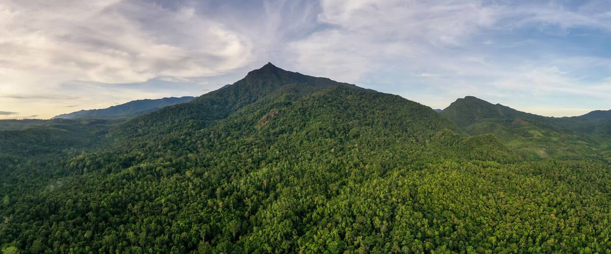 A dense forested mountain range with a prominent peak.
