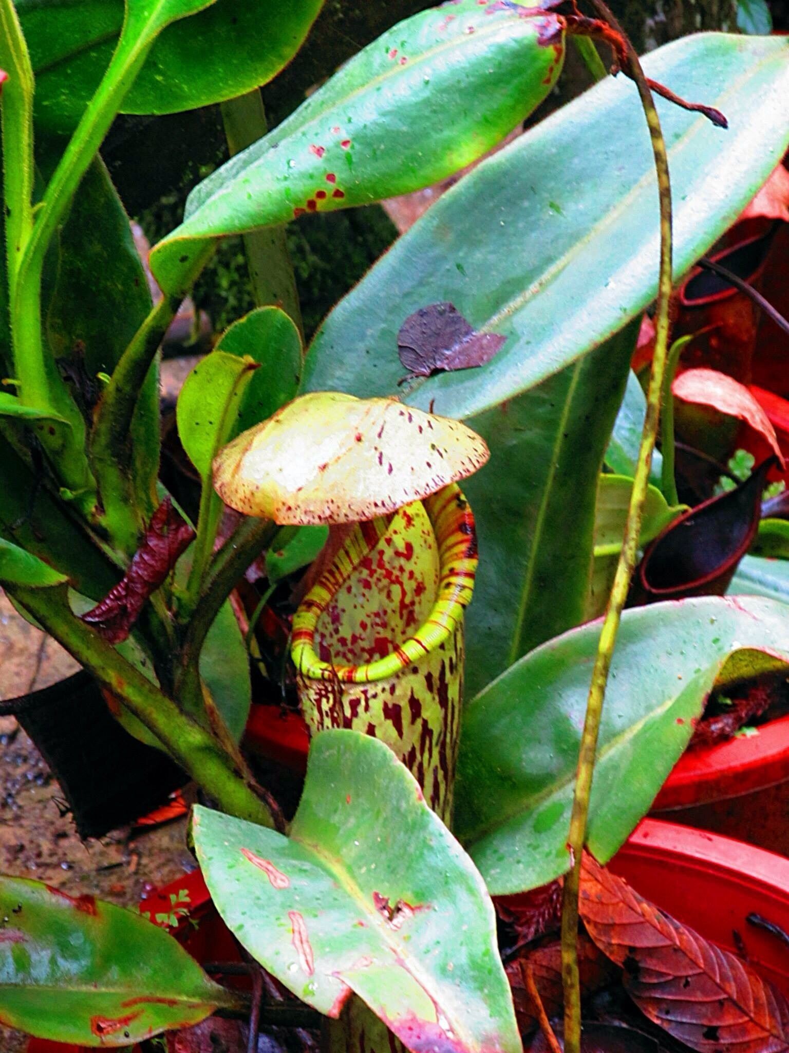 Nepenthes carnivorous plant