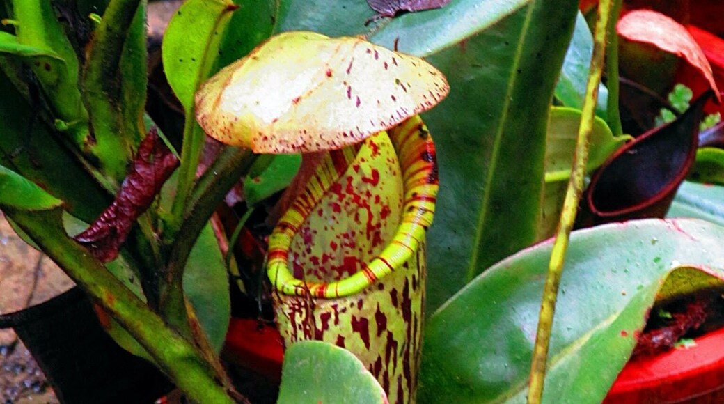 Nepenthes carnivorous plant