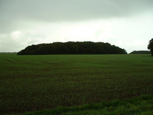 Oak Grove Wood Oak Grove Wood near Kettlebaston Suffolk.