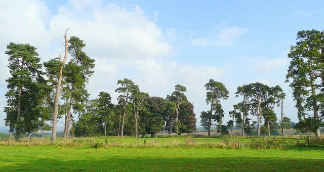 Ring of pines Surrounding an old cricket pitch, viewed from the footpath to Elvastone.