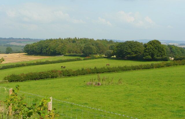 View to Ring Grove The piece of woodland beyond the horse pasture.