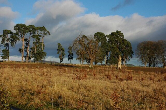 Trees in Harewood Park Pine trees on the site of the old cricket field at Harewood Park.
