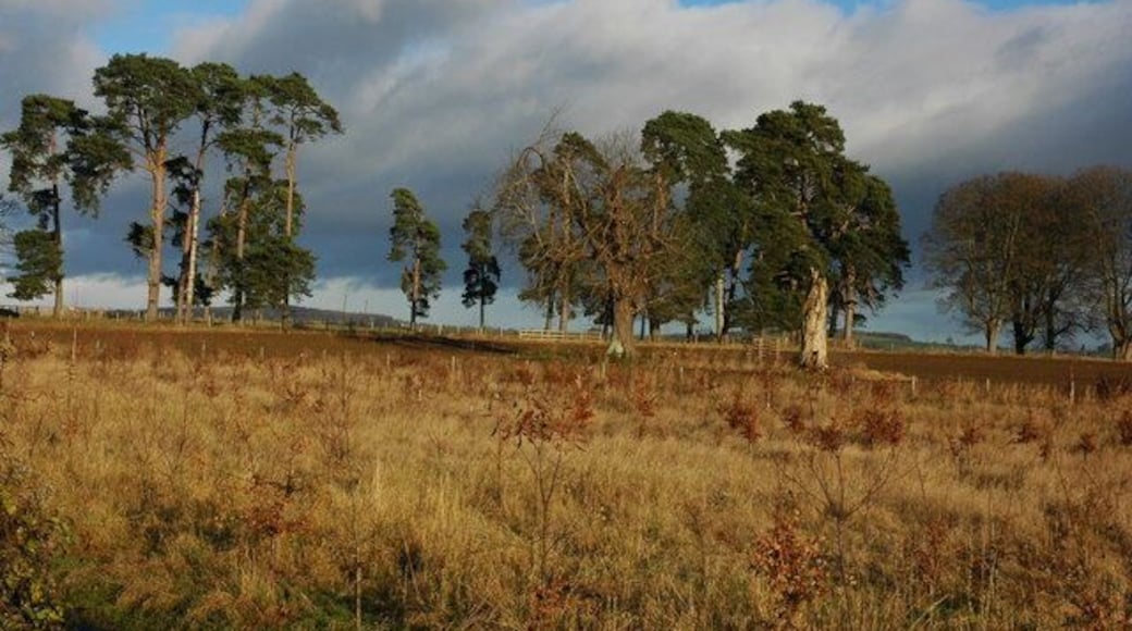 Trees in Harewood Park Pine trees on the site of the old cricket field at Harewood Park.