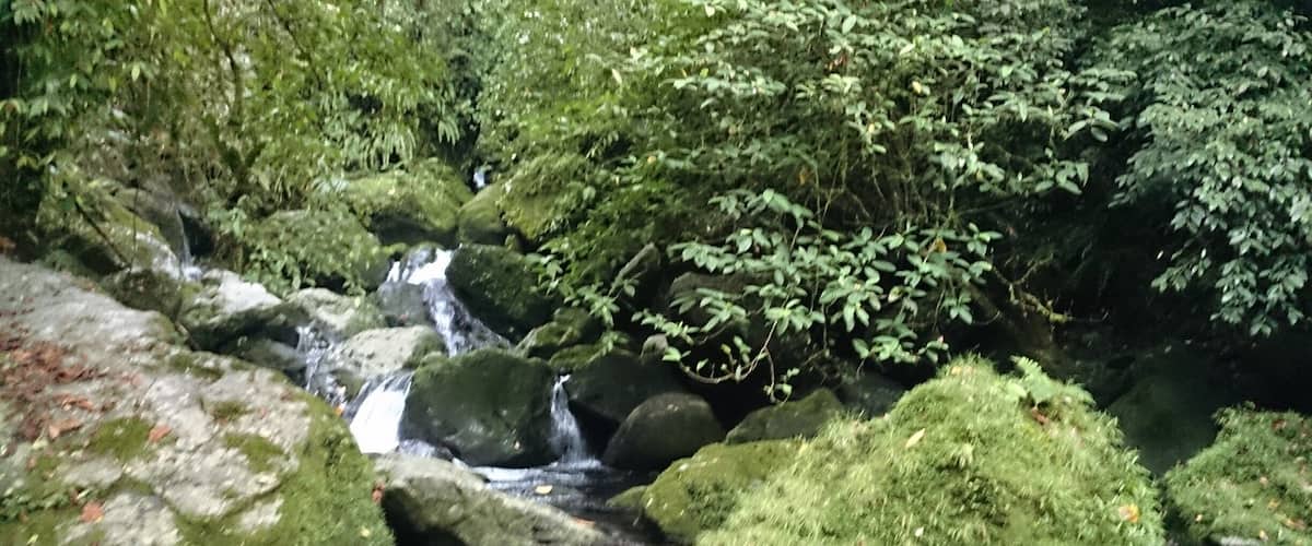 A small stream flowing over rocks in a forested area.