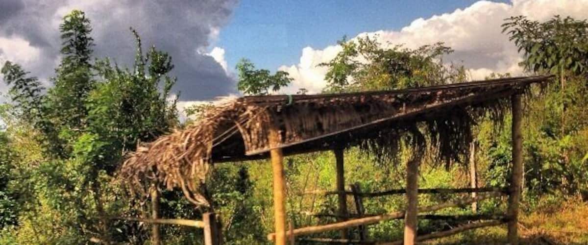 A rustic wooden structure with a thatched roof surrounded by lush greenery and a dirt path.