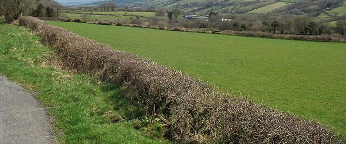 Field Taken from the side of the road at SN 566 305. The further field boundary is at SN 567 305.