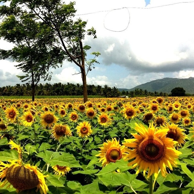 Sea of sunflowers :)
