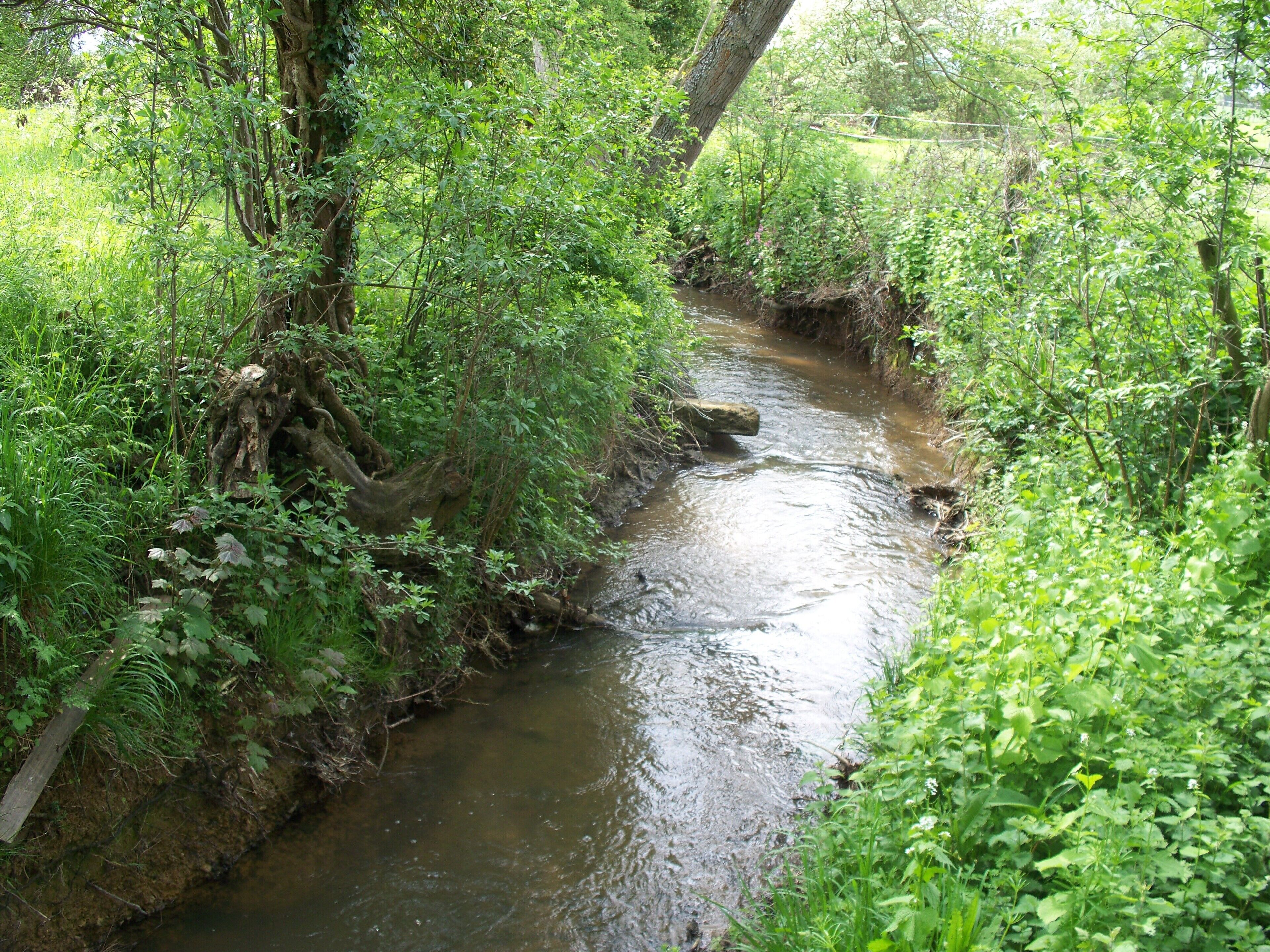 A narrow stream flowing through a lush, green forest.